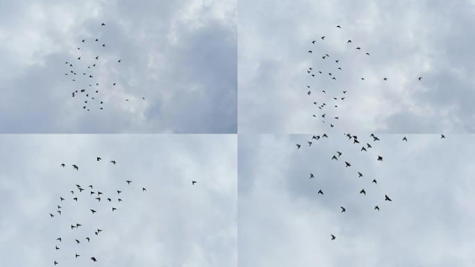 成群的鸽子在多云的天空中飞行。慢动作镜头
