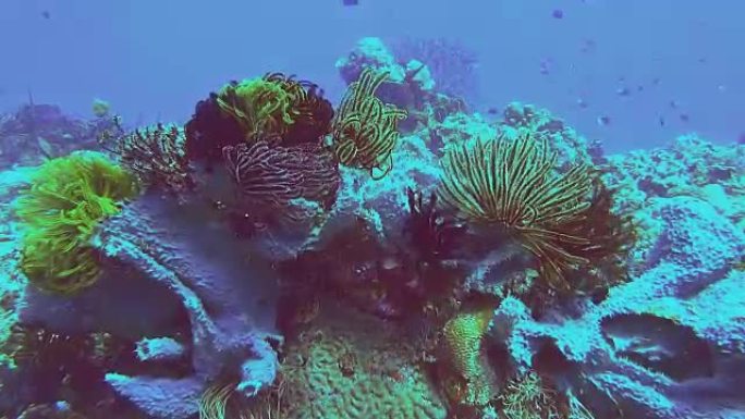 珊瑚礁上的几颗羽毛星
