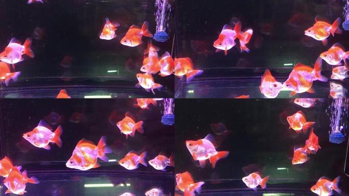 许多金鱼在透明的玻璃缸水族馆中游泳如此美丽，是金色，白色和橙色
