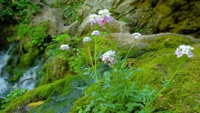 花朵在溪流背景上被绿色苔藓包围的石头上生长