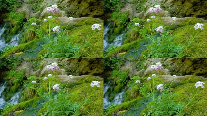 花朵在溪流背景上被绿色苔藓包围的石头上生长