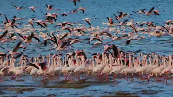 小火烈鸟，小凤凰，飞行中的群体，肯尼亚博戈利亚湖的殖民地，实时4K