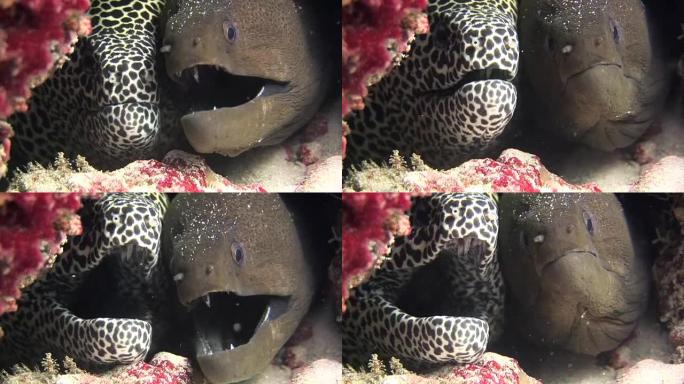 海鳗黑色，在马尔代夫海的水下背景珊瑚上发现。