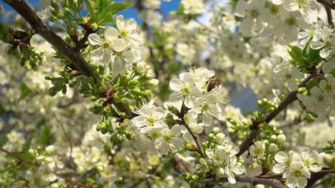 美丽盛开的樱桃和蜜蜂收集花蜜。慢动作视频，240 fps。