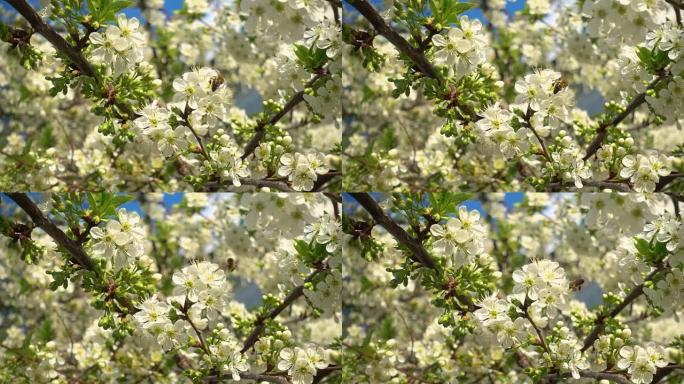 美丽盛开的樱桃和蜜蜂收集花蜜。慢动作视频，240 fps。