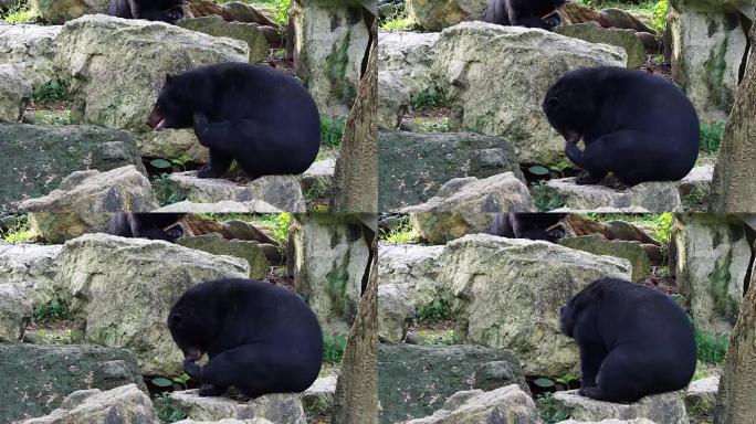 亚洲黑熊挠脖子闻脚