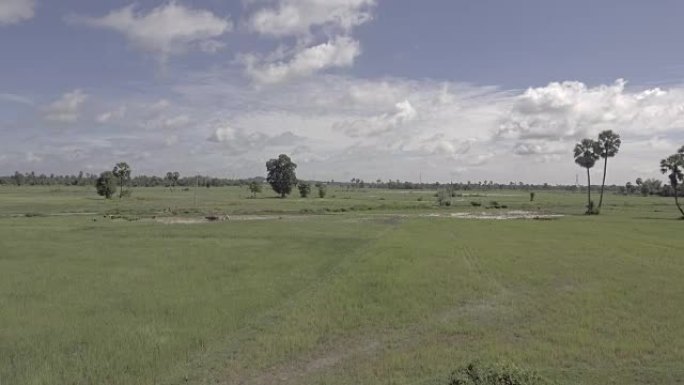 无人机射击: 向前飞去，一个农民在水牛和妇女在稻田里种稻