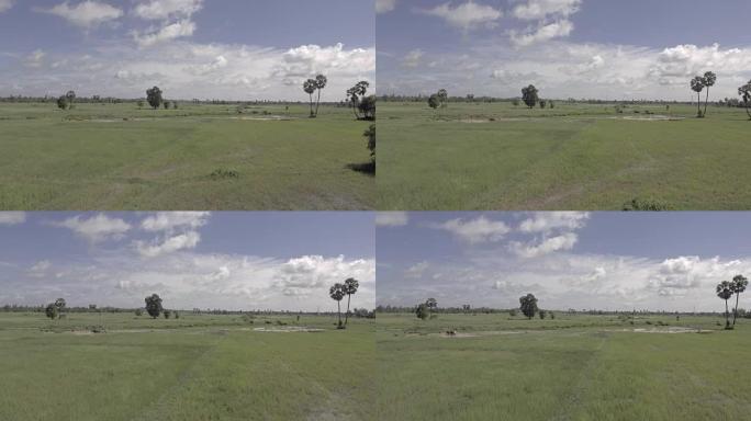 无人机射击: 向前飞去，一个农民在水牛和妇女在稻田里种稻