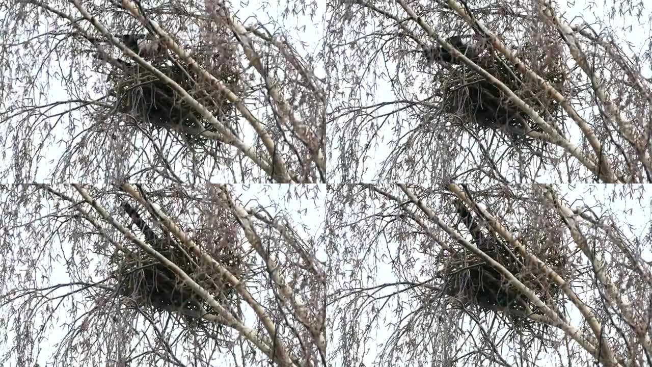 喜鹊在春天的桦木筑巢期间
