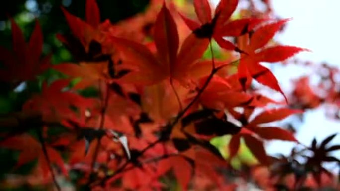 红色的秋天树枝在风中绽放，有鸟签声和阵风。浅景深