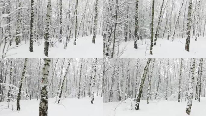 雪中的冬季白桦林