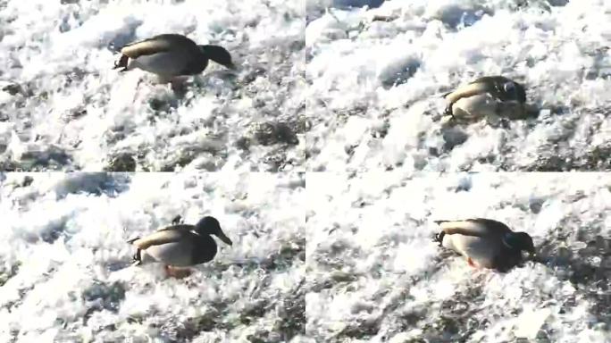 在冰冷的水中搜寻食物的野鸭