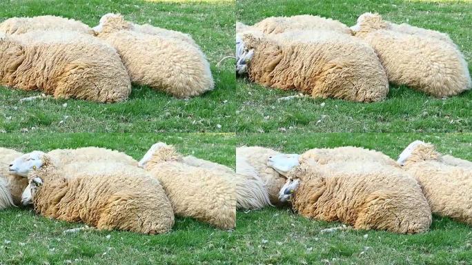 绿色草地上的绵羊