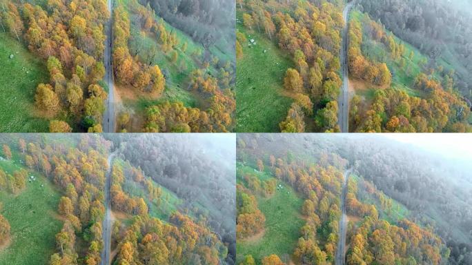 向后发现色彩缤纷的乡村秋季森林中道路的空中俯视图。秋天的橙色，绿色，黄色的红树树林。雾街路径建立。4