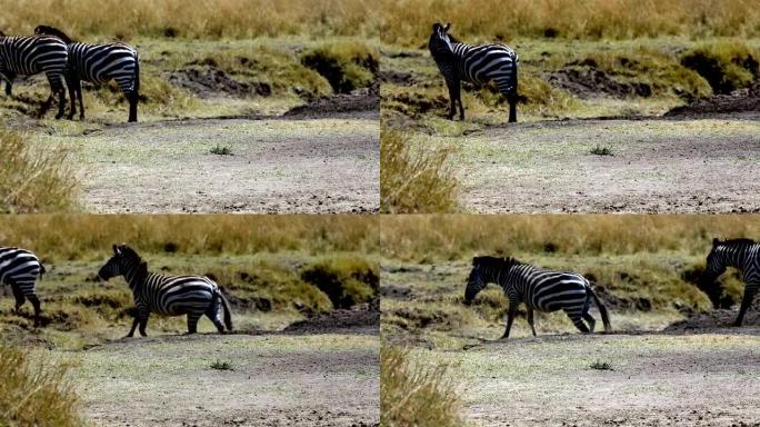 在肯尼亚大角马迁徙中的斑马