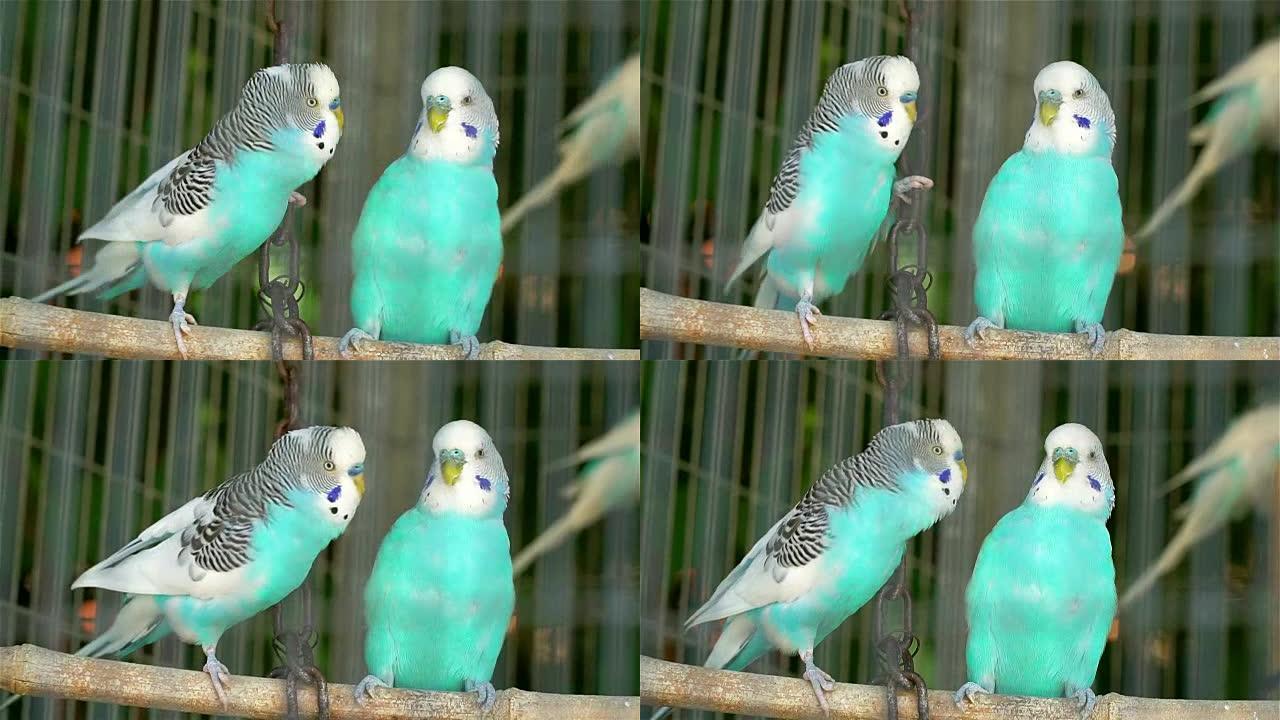 两只蓝色波浪形鹦鹉被关在笼子里亲吻和调情。