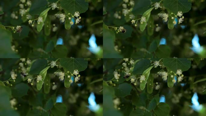 大黄蜂在椴树花上收集花粉。绿色的菩提树-背景上的树叶。菩提树蜜的制作。
