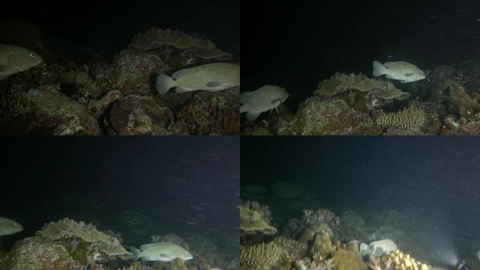 大理石石斑鱼，午夜，夜间潜水