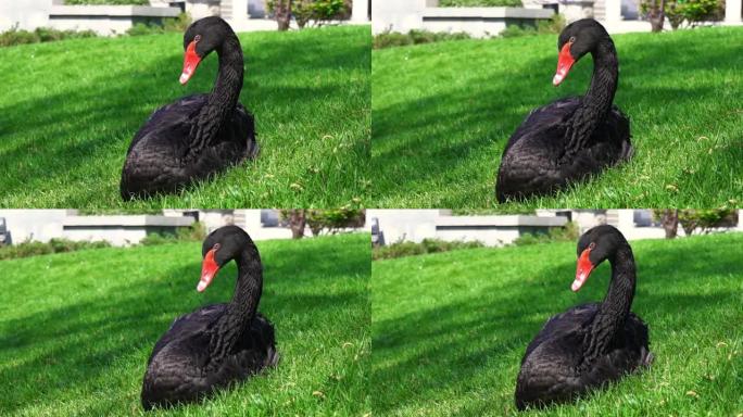 一只长着红色喙的黑天鹅坐在绿草上，一只孤独的天鹅