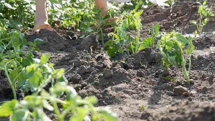 一个女人正从水桶里倒出一排刚种在地上的绿色西红柿正站在花园里的阳光下