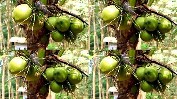 泰国Ko Lanta椰子树种植园收获