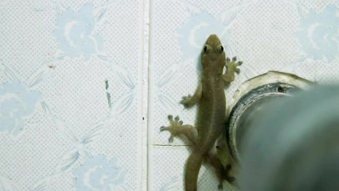 壁虎坐在浴室的瓷砖墙上