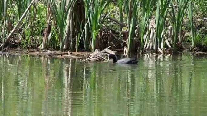 Teichralle bei Nahrungssuche auf Waldteich-Moorhen