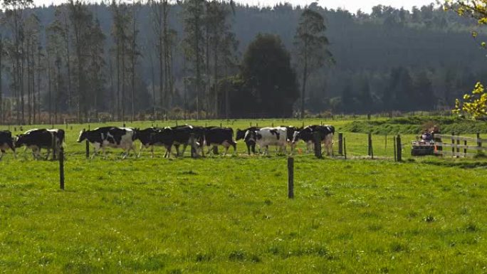 新西兰奶牛