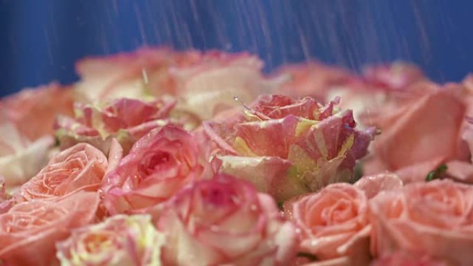水滴掉落在粉红色玫瑰的花瓣上，花朵在慢动作中