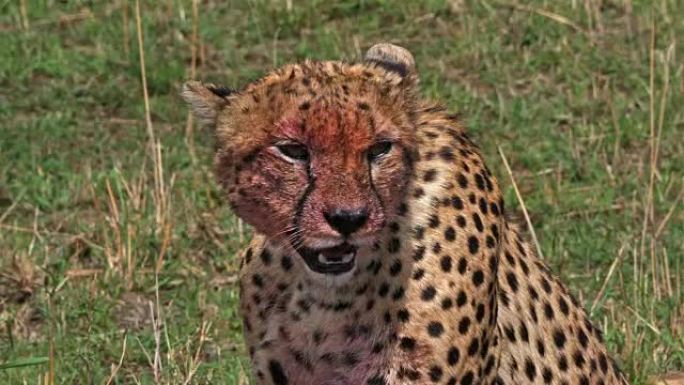 猎豹，acinonyx jubatus，满脸血腥的成年人，有杀戮，一个野生动物，肯尼亚马赛马拉公园，