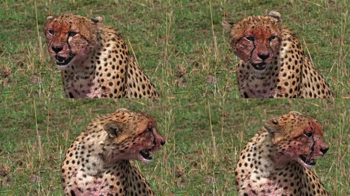 猎豹，acinonyx jubatus，满脸血腥的成年人，有杀戮，一个野生动物，肯尼亚马赛马拉公园，