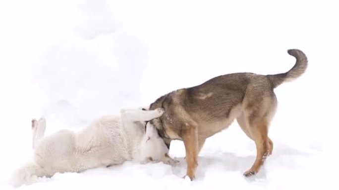 两只狗在雪地里玩耍
