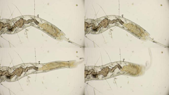 显微镜下的Naididae科蠕虫，Pristina longiseta
