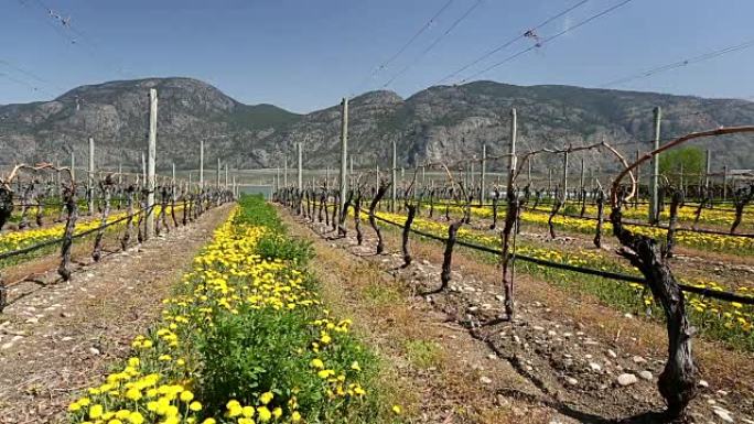 Okanagan Valley酿酒厂葡萄园春季
