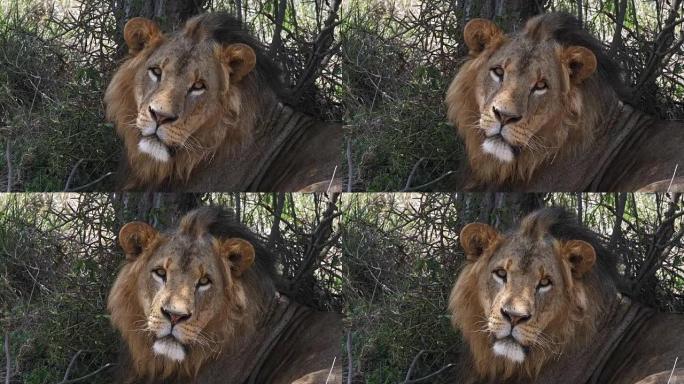 非洲狮子，豹狮子座，男性肖像，马赛马拉公园在肯尼亚，实时4K