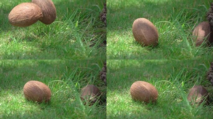 真实慢动作中椰子落在草地上的视频