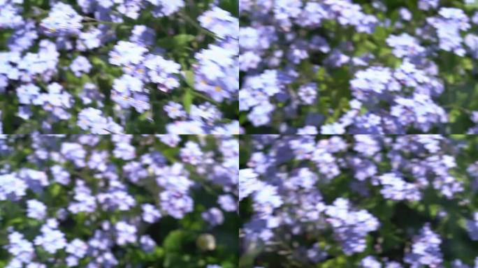 相机在蓝色的花朵草地下旋转，头晕的感觉