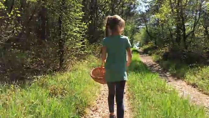 小女孩徒步在森林和采集野生芦笋
