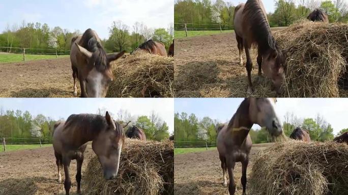 马在草地上吃干草