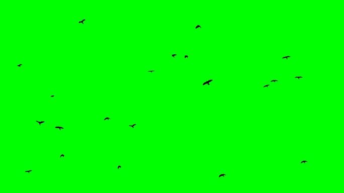 黑乌鸦飞过头顶色度关键镜头绿屏背景