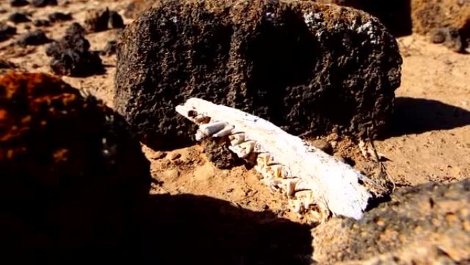 山羊颚骨在地上-富埃特文图拉