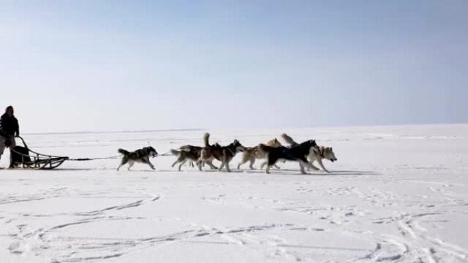 冬天在冰冻的海湾训练雪橇犬