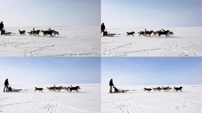 冬天在冰冻的海湾训练雪橇犬