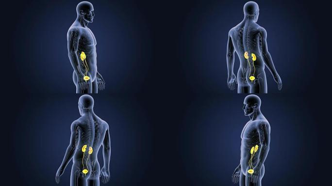 有骨骼的泌尿系统