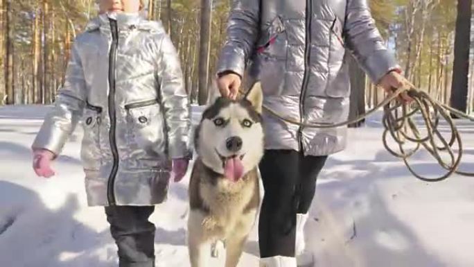 美丽的女人和小孩与哈士奇狗一起在冬季森林中行走。快乐的年轻母亲和女儿在冬季公园和哈士奇狗。雪林中的西