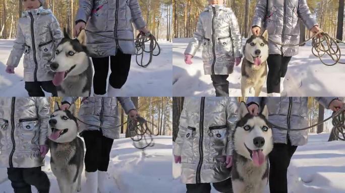美丽的女人和小孩与哈士奇狗一起在冬季森林中行走。快乐的年轻母亲和女儿在冬季公园和哈士奇狗。雪林中的西