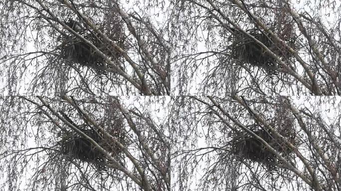 喜鹊在春天的桦木筑巢期间