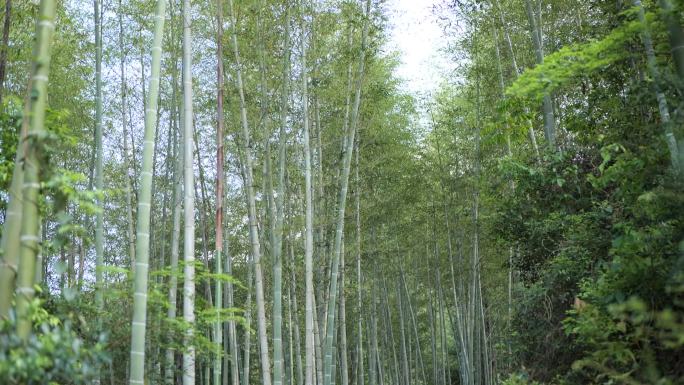 整片竹林春天绿色竹林竹笋森林原始素材