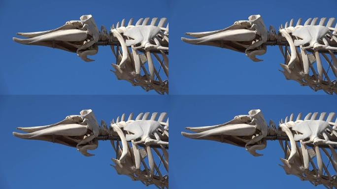 鲸鱼骨架、齐菲乌斯、卡维斯特里斯、富埃特文图拉、4K