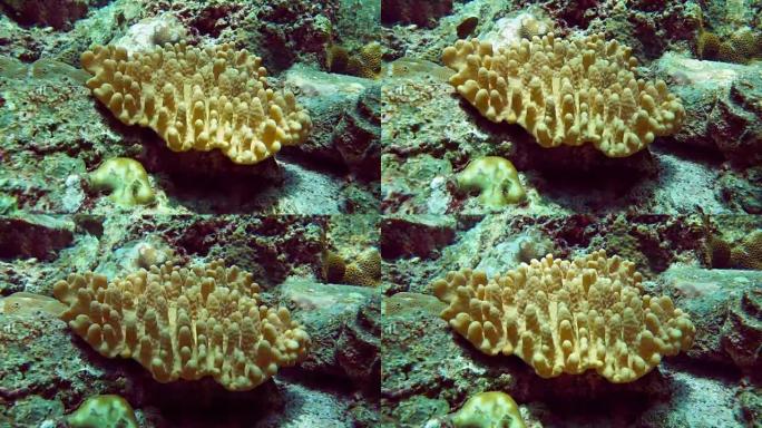 水下印度洋手指珊瑚